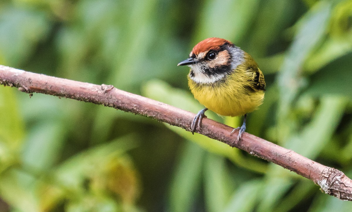Rufous-crowned Tody-Flycatcher - ML166741471