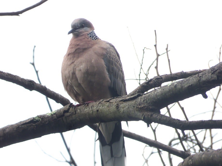 Spotted Dove - ML166741671