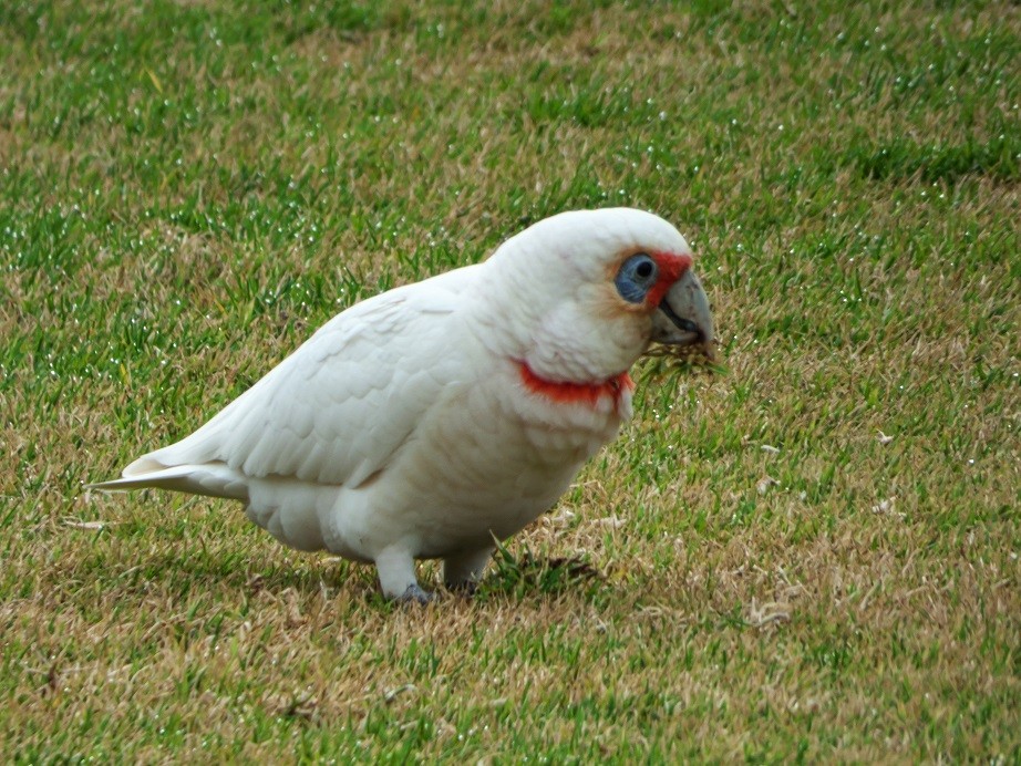 Long-billed Corella - ML166741841