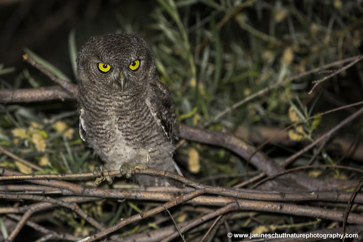Western Screech-Owl - Janine Schutt
