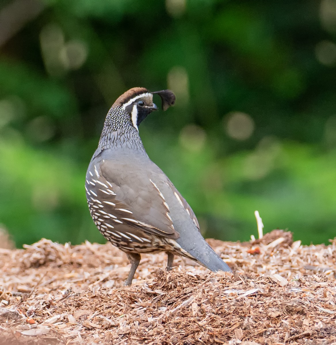 California Quail - ML166742101