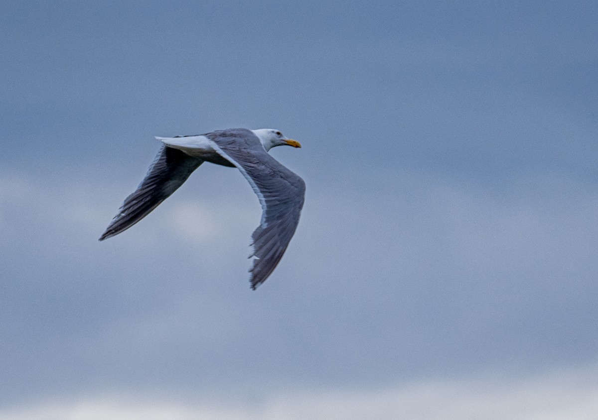 Glaucous-winged Gull - ML166742171