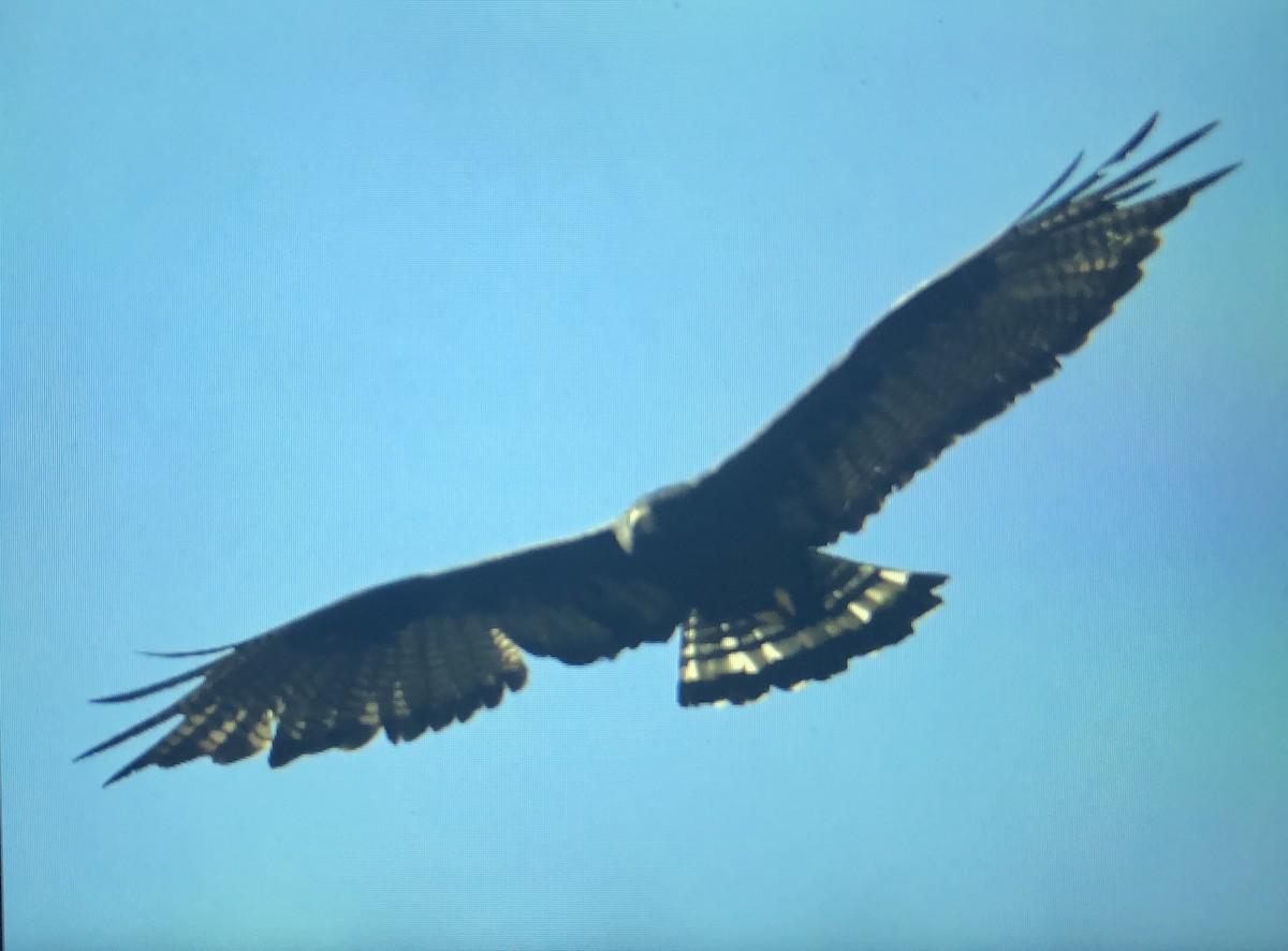 Zone-tailed Hawk - ML166742261