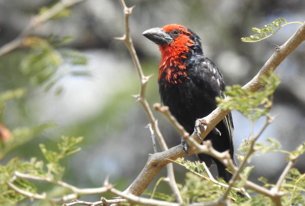 Black-billed Barbet - Joel Adams