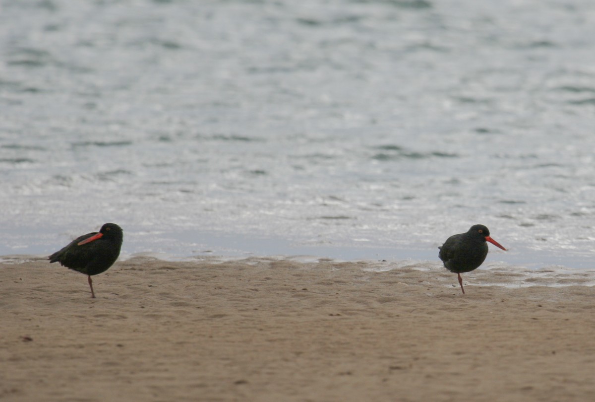 African Oystercatcher - ML166742941