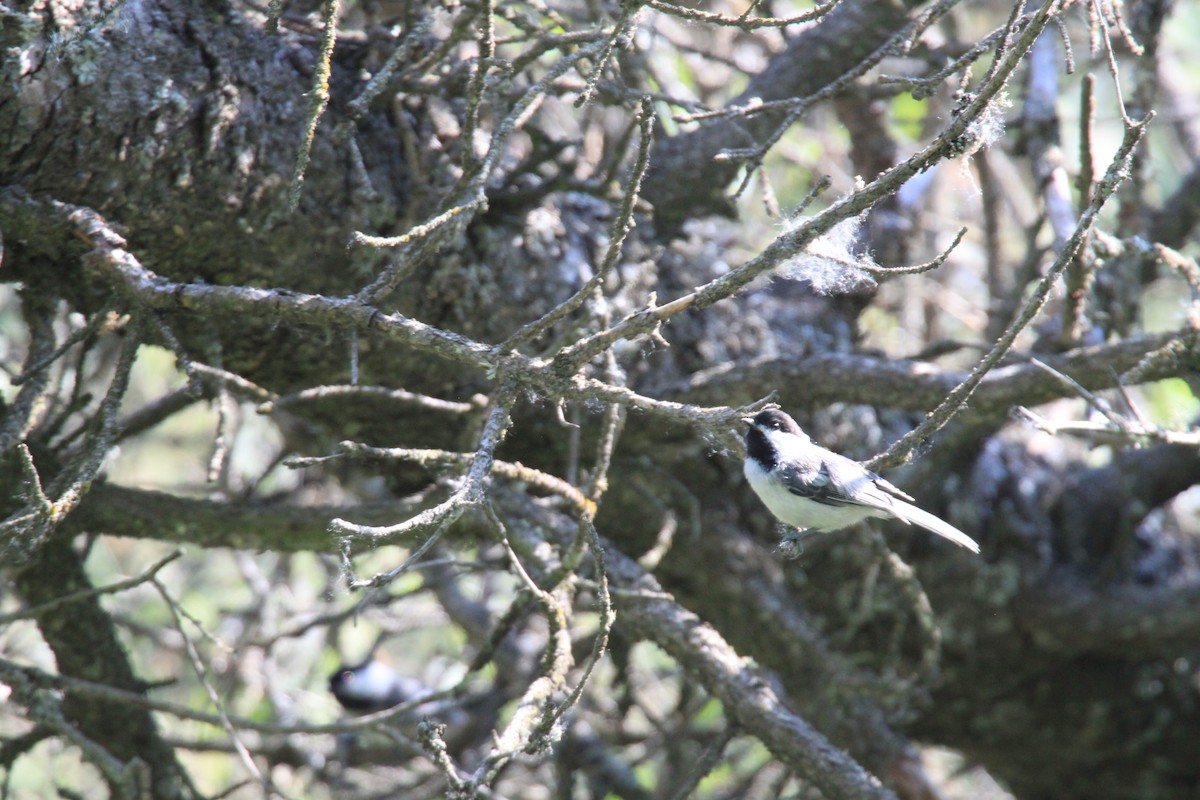 Mésange à tête noire - ML166742961