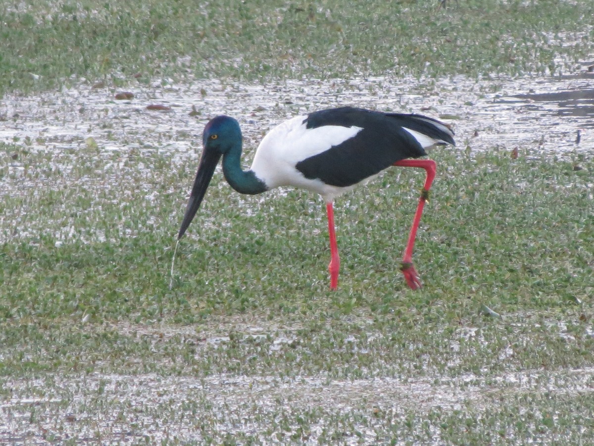 Black-necked Stork - ML166744251