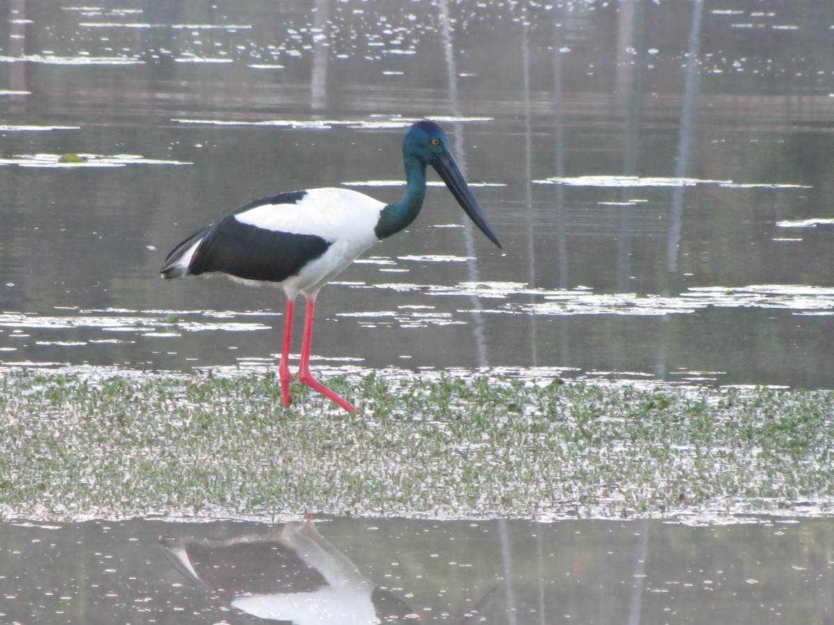 Black-necked Stork - ML166744261