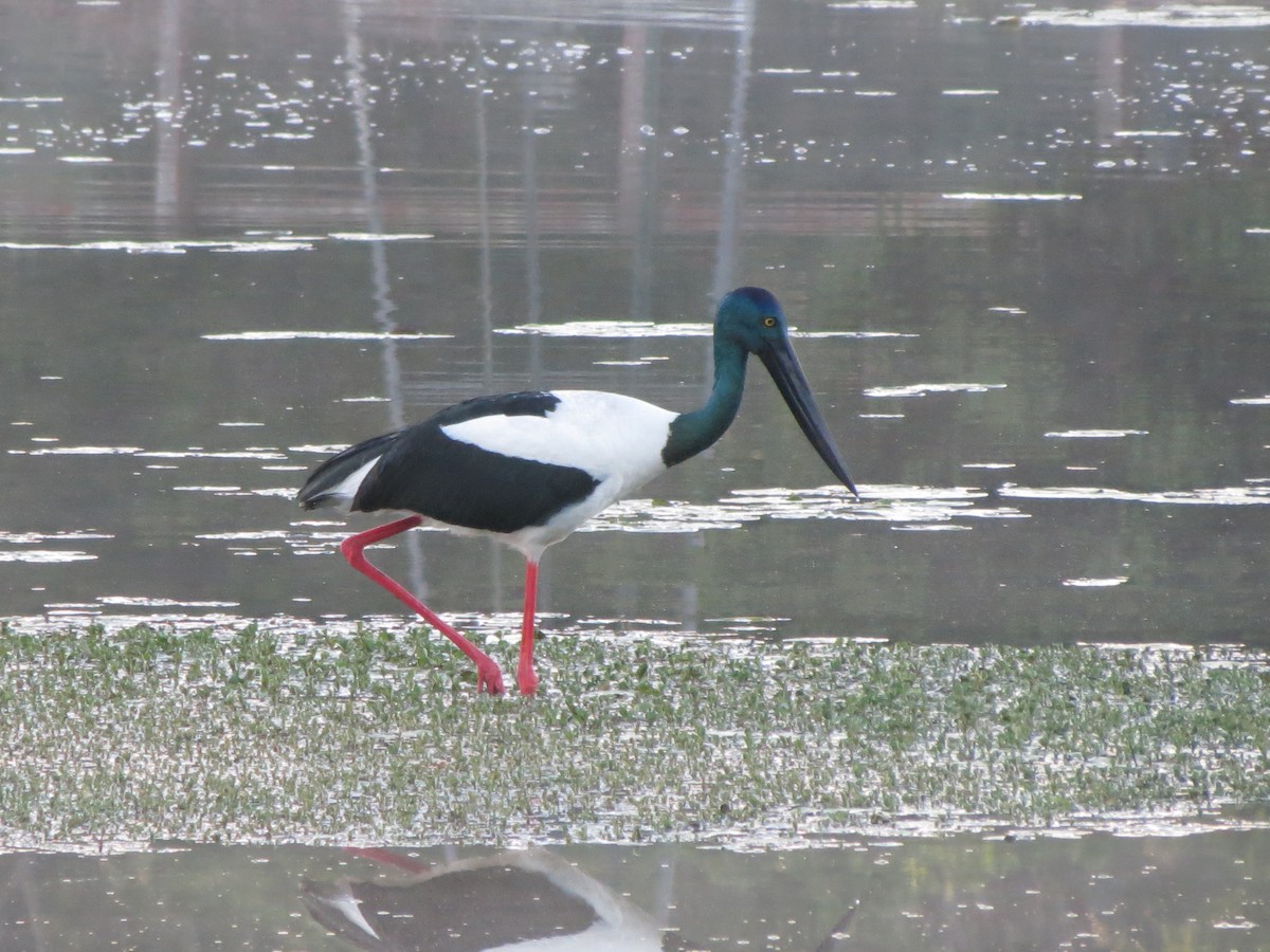 Black-necked Stork - ML166744271