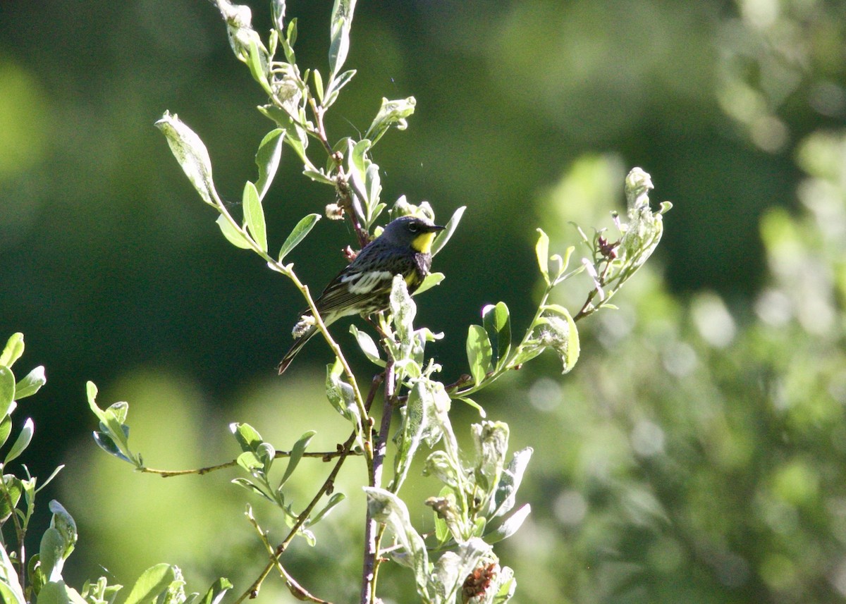 Yellow-rumped Warbler (Audubon's) - ML166744331