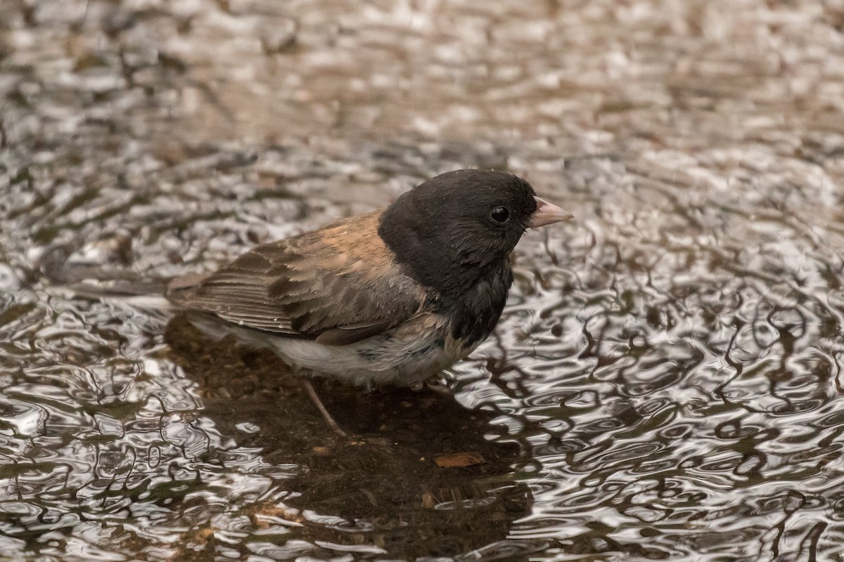 Dark-eyed Junco - ML166746041