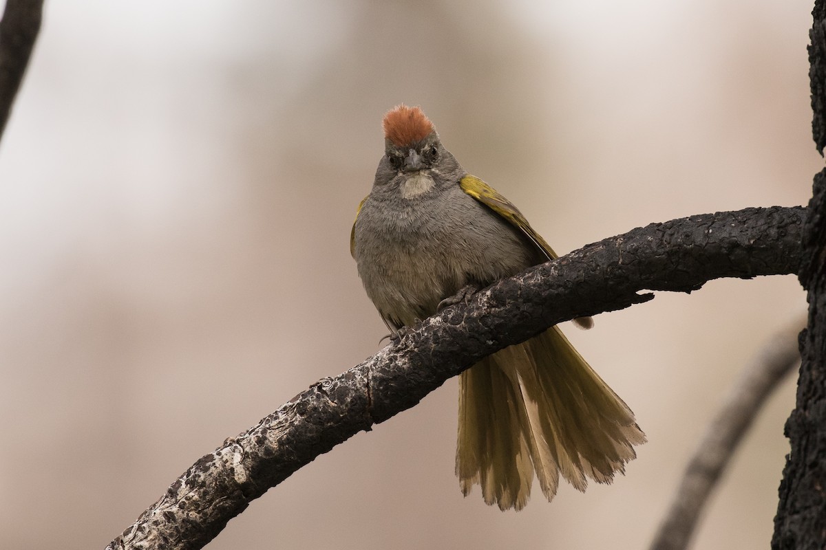 Green-tailed Towhee - Brad Dawson