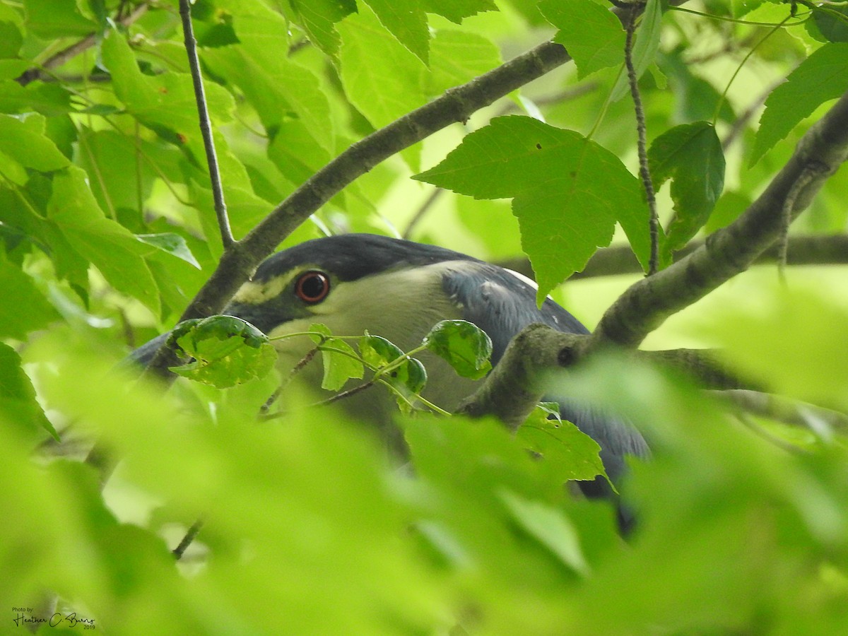 Black-crowned Night Heron - ML166747611