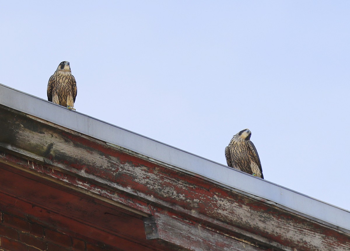 Peregrine Falcon - ML166748631