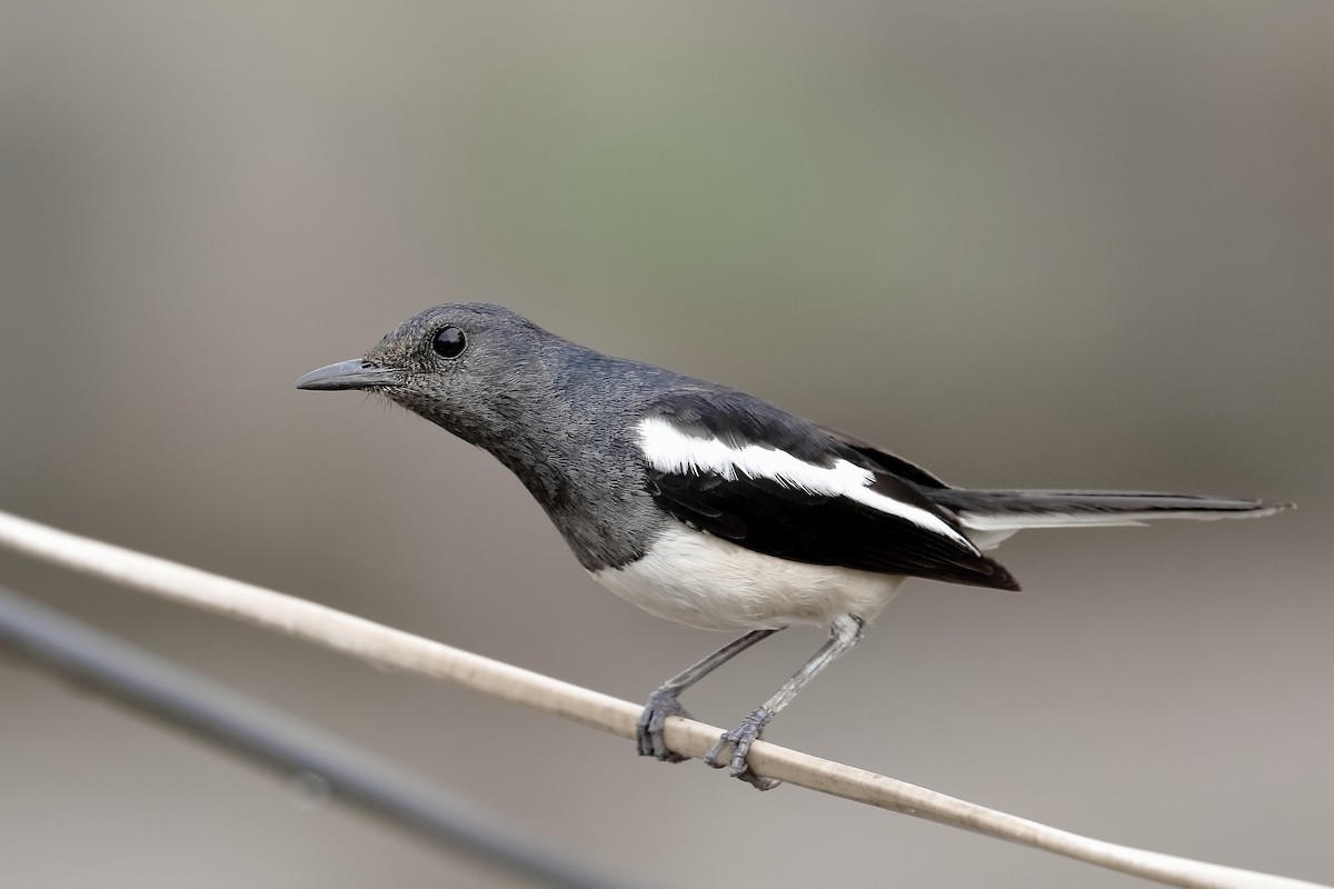 Oriental Magpie-Robin - ML166748771