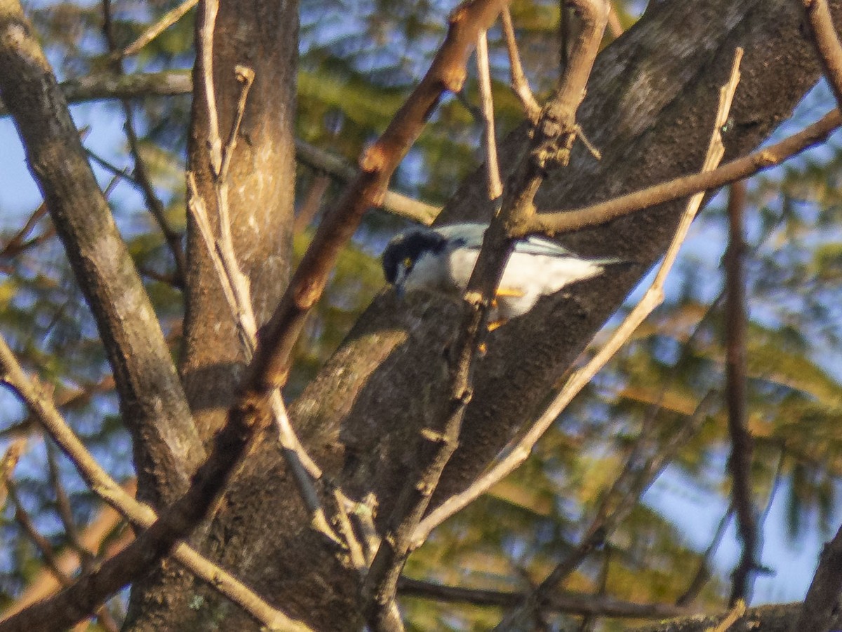 Hooded Tanager - ML166748901