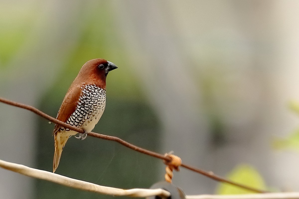 Scaly-breasted Munia - ML166749071