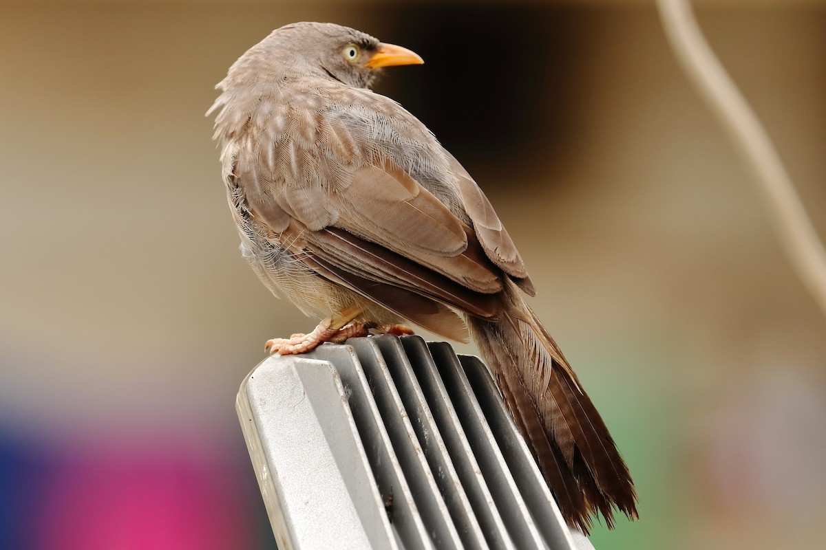 Jungle Babbler - ML166749281