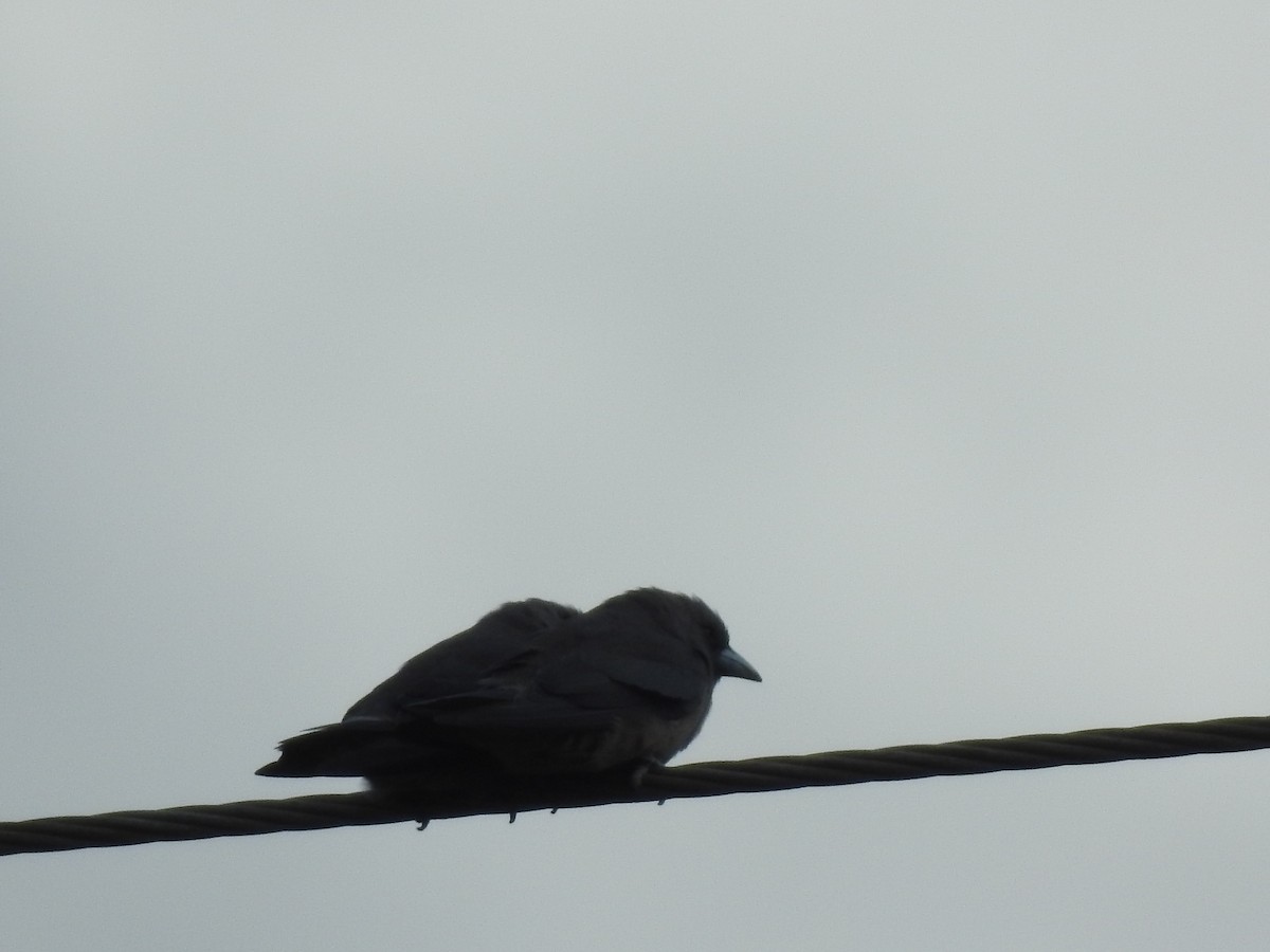 Ashy Woodswallow - ML166749581