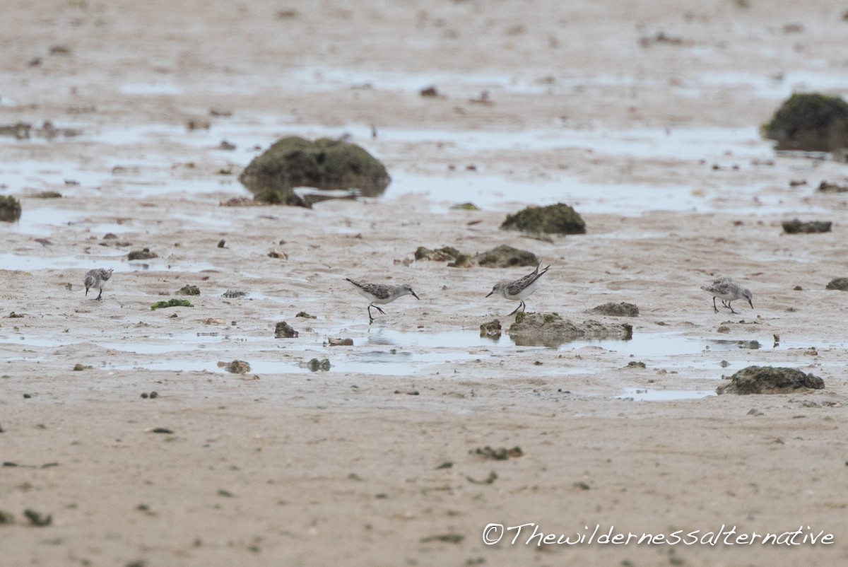 Red-necked Stint - ML166750011