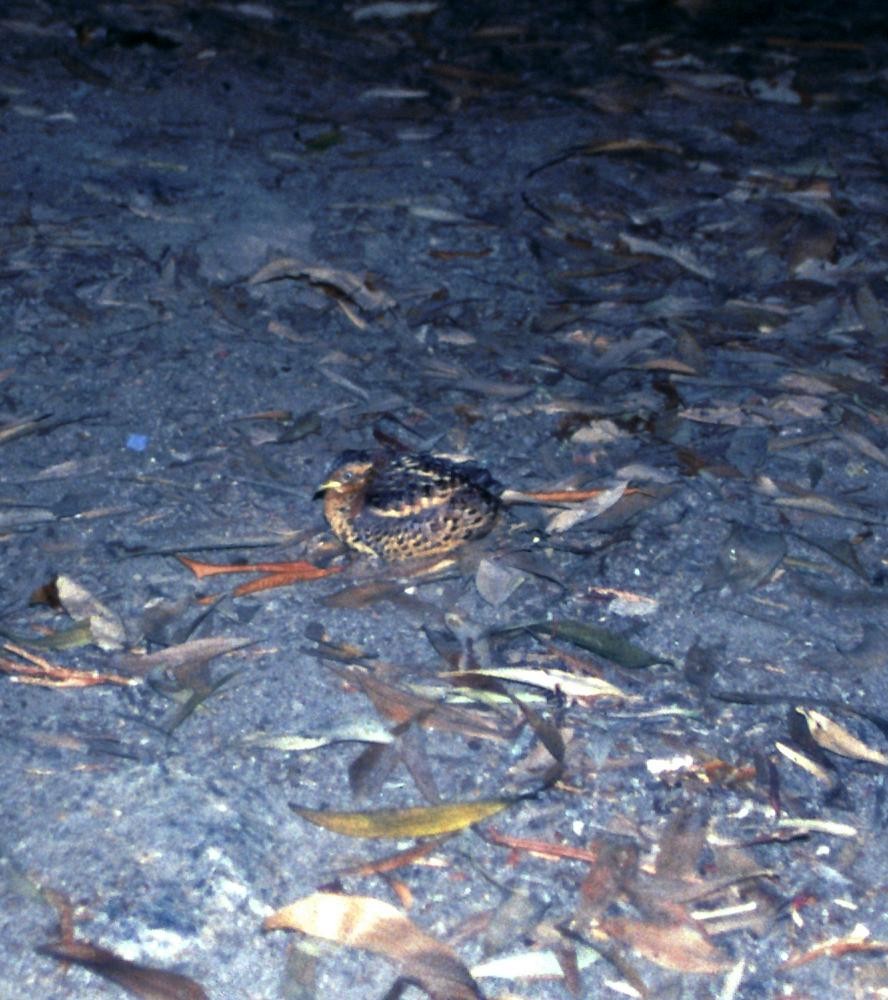 Red-backed Buttonquail - ML166750311