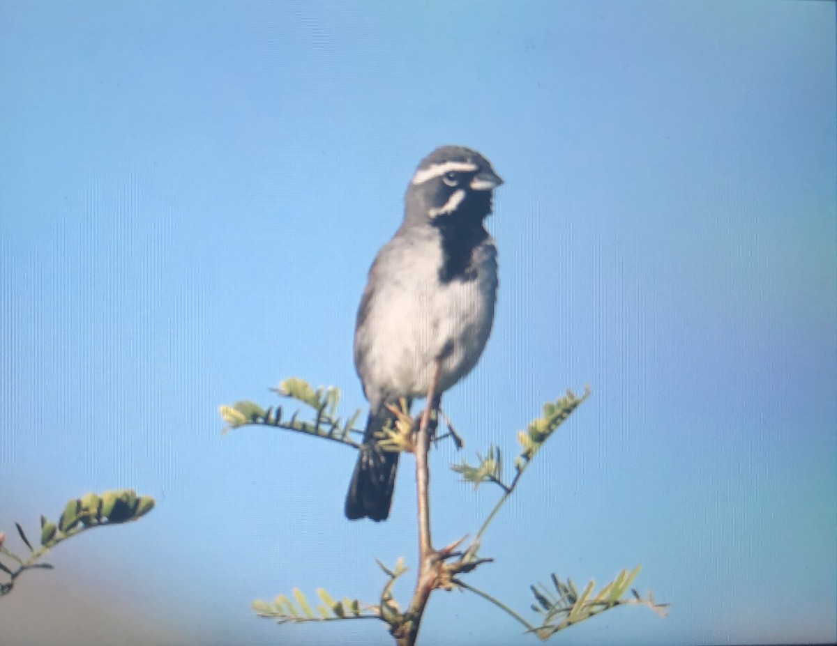 Black-throated Sparrow - ML166751921