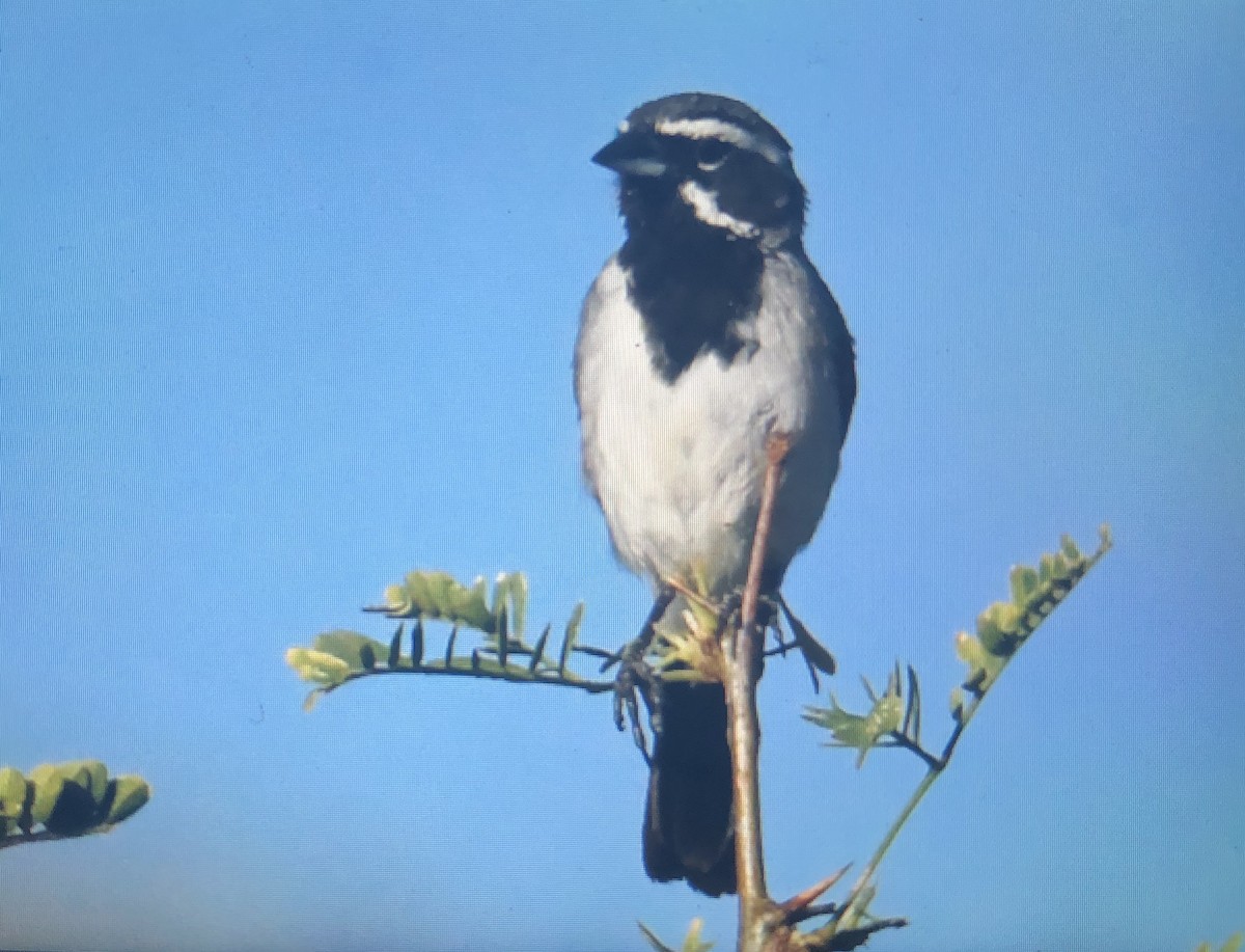 Black-throated Sparrow - ML166751941