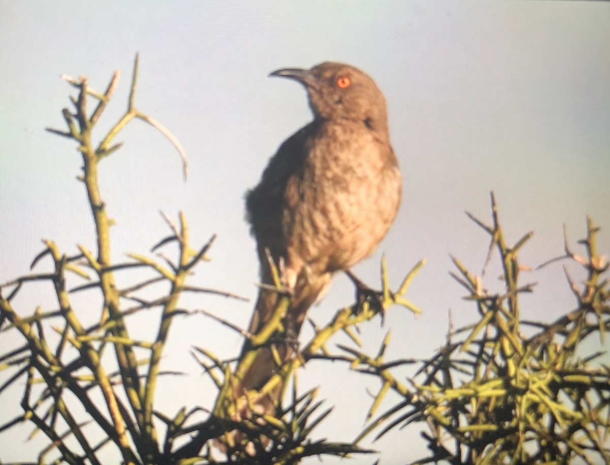 Curve-billed Thrasher - ML166752211