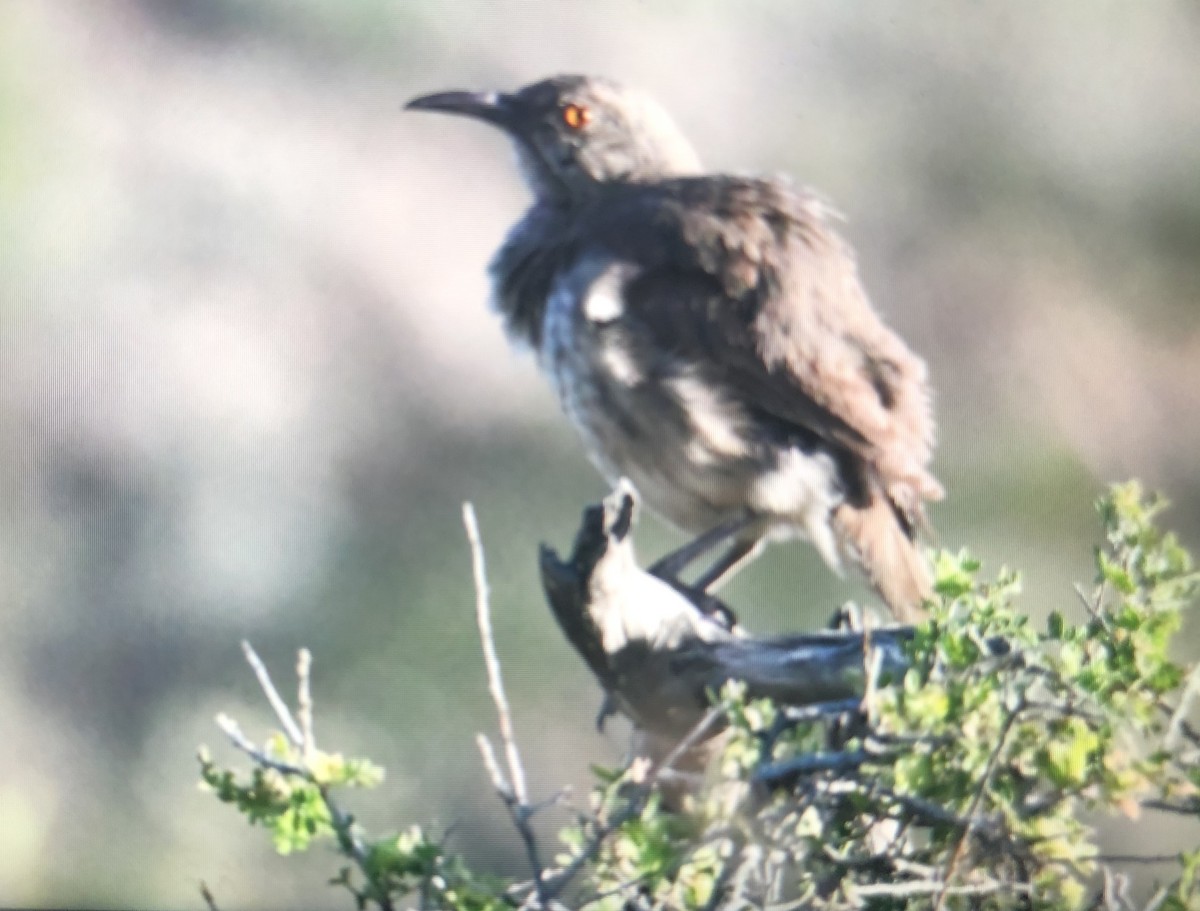 Curve-billed Thrasher - ML166752221