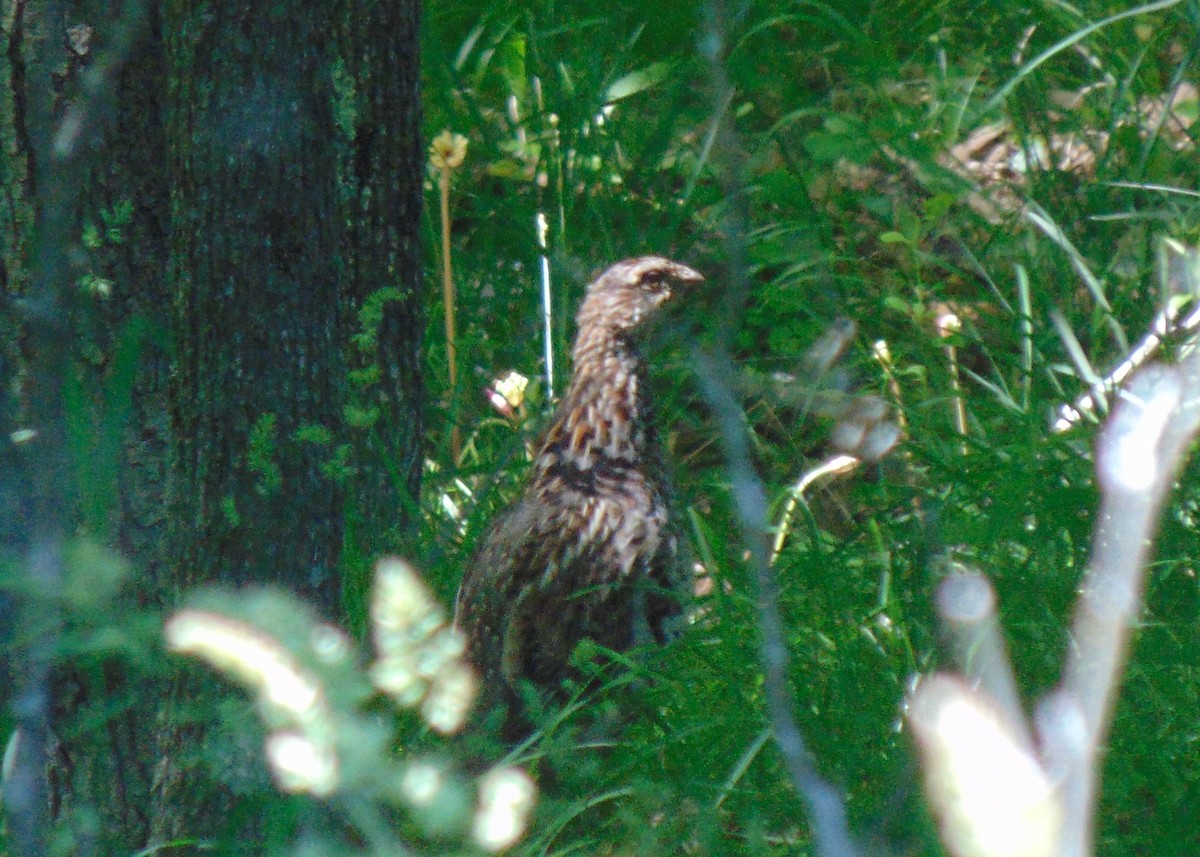 jeřábek kanadský - ML166756701