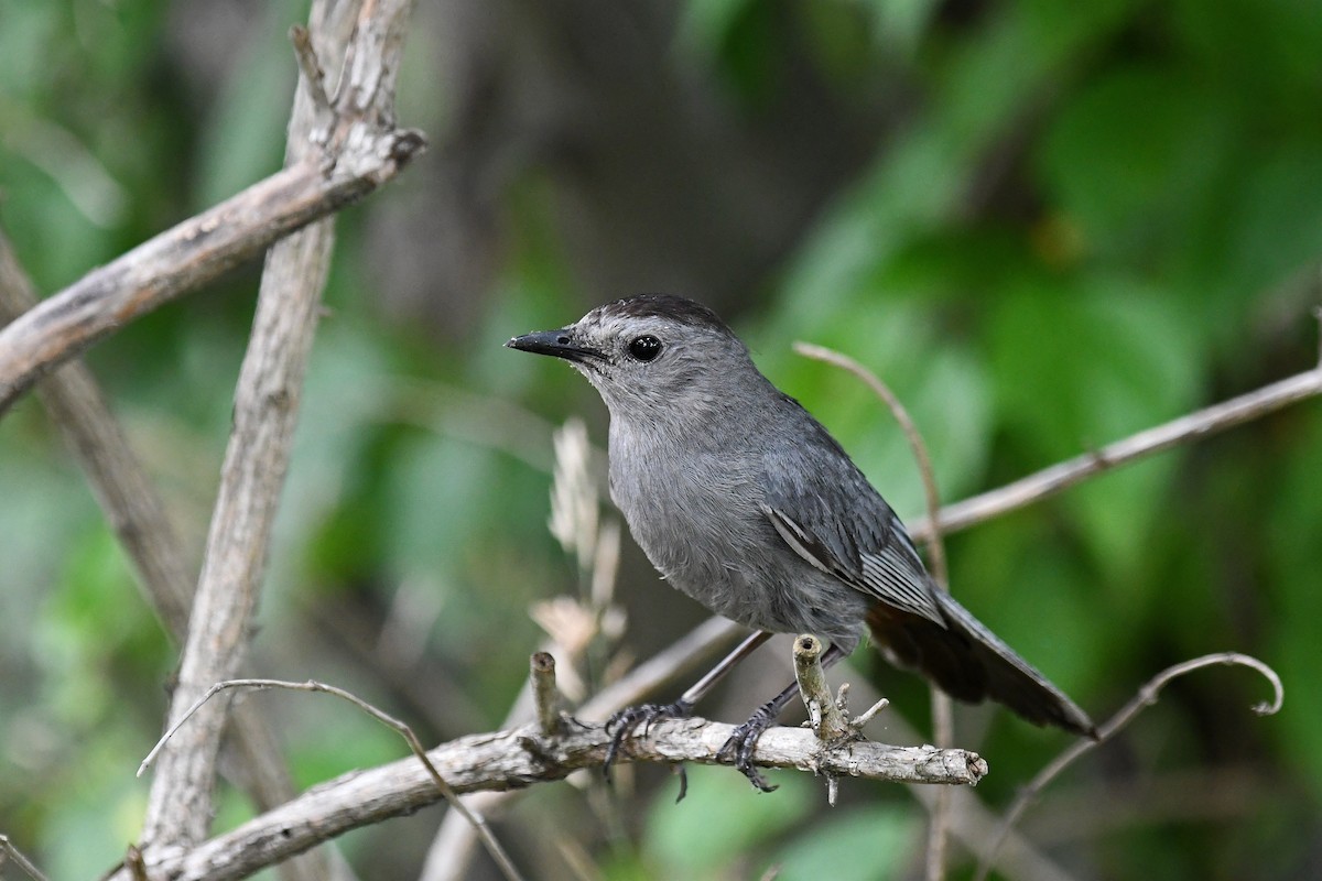 Gray Catbird - Brian Henderson