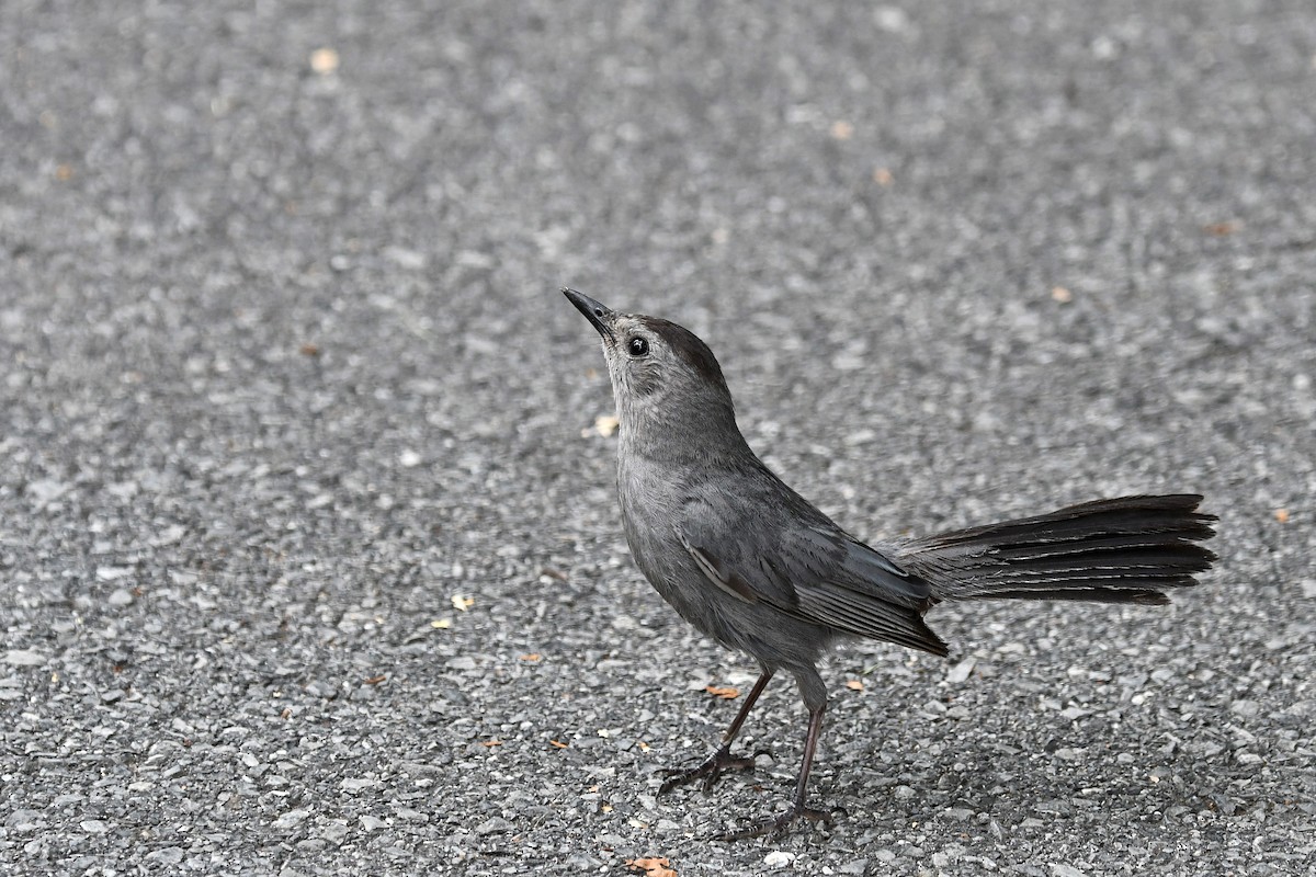 Gray Catbird - Brian Henderson