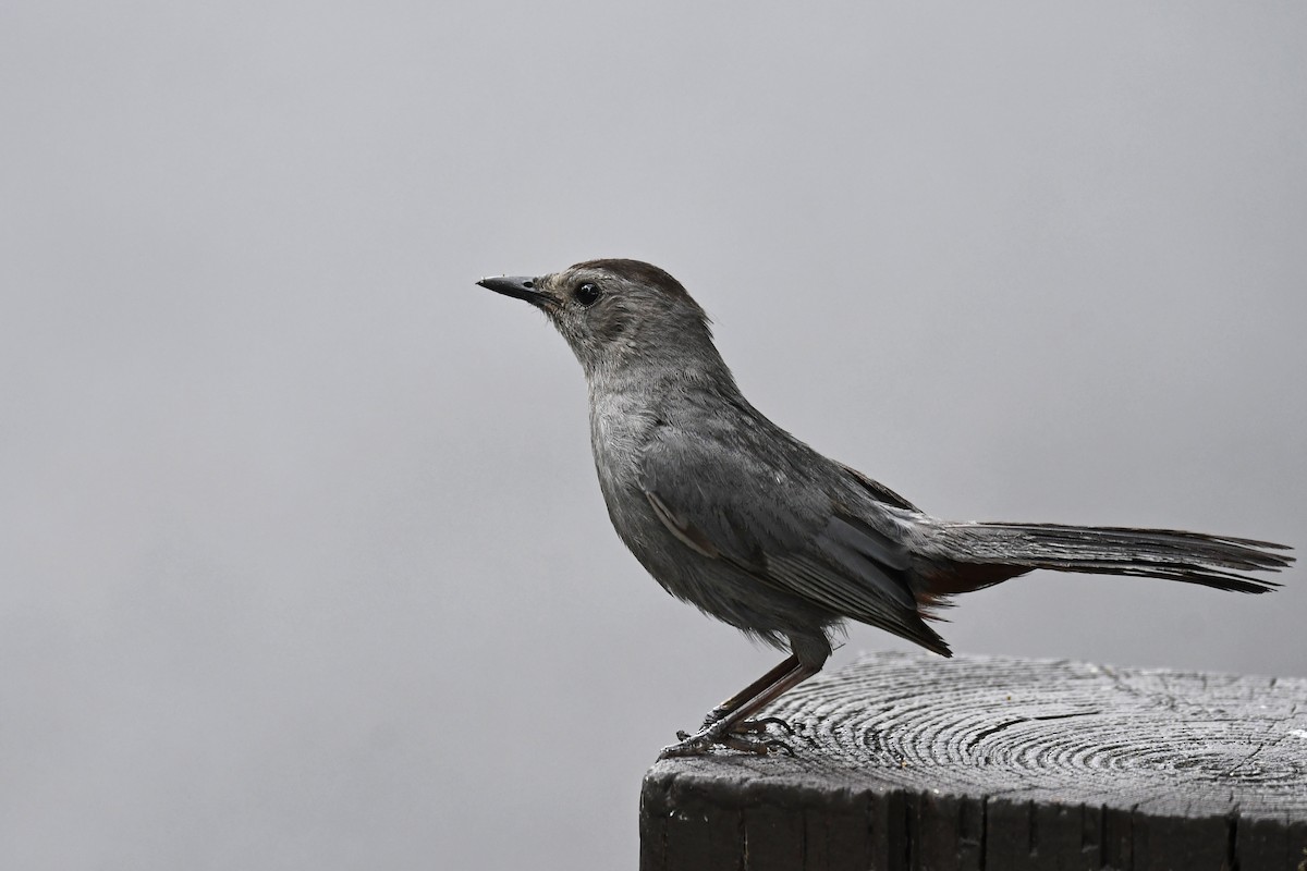 Gray Catbird - Brian Henderson