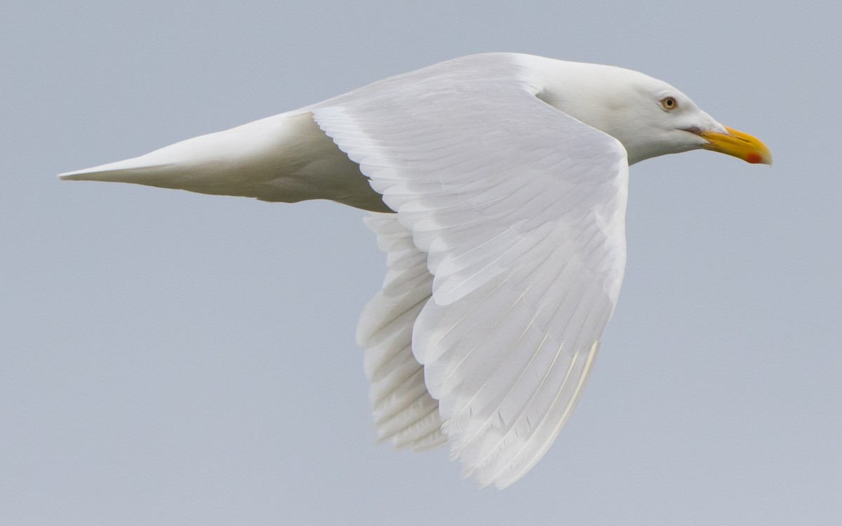 Glaucous Gull - ML166759101