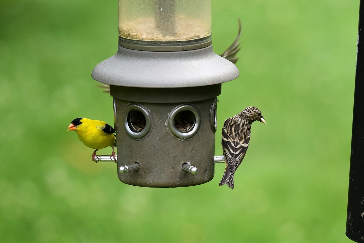 Pine Siskin - Mike Zebehazy