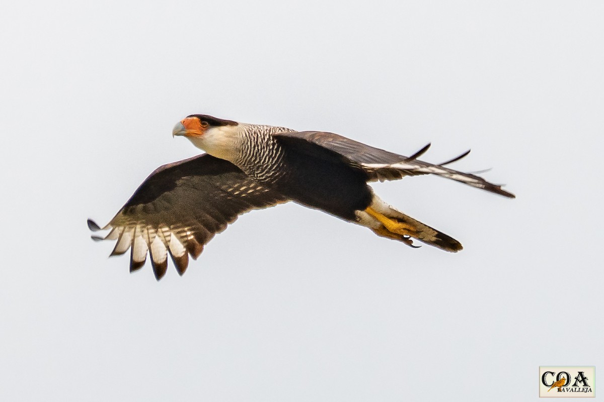 Crested Caracara (Southern) - Amed Hernández