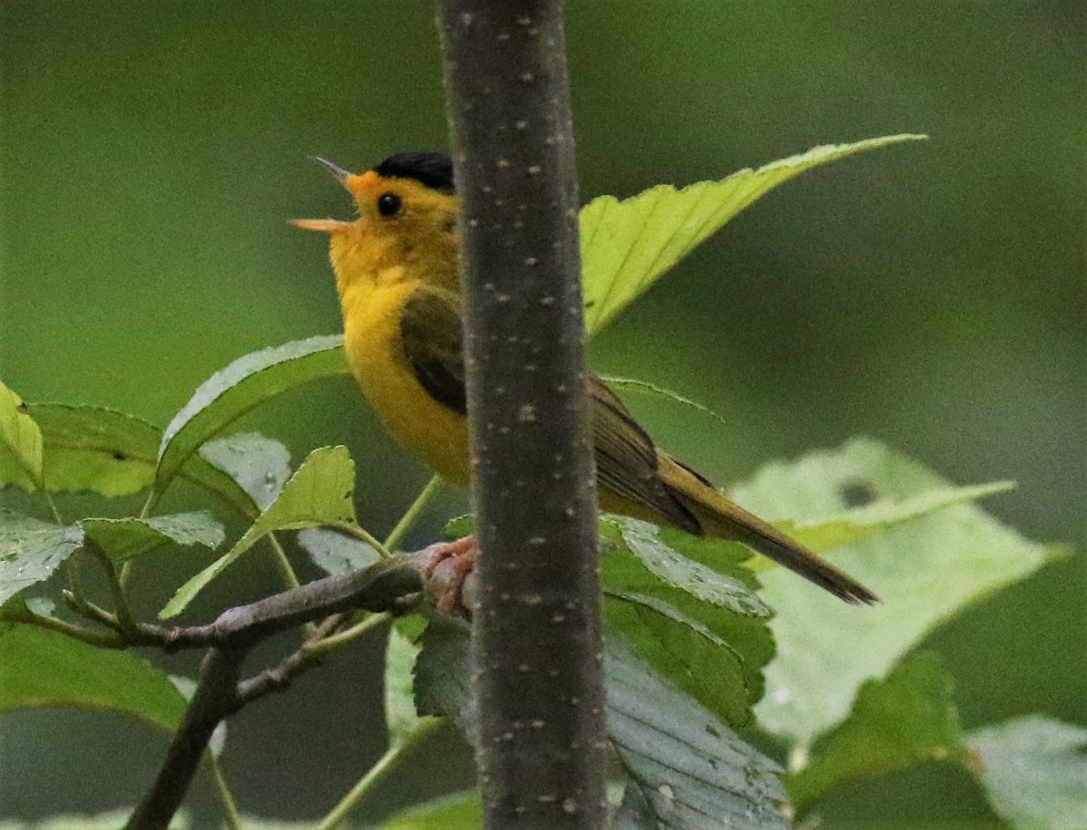 Wilson's Warbler - ML166763201