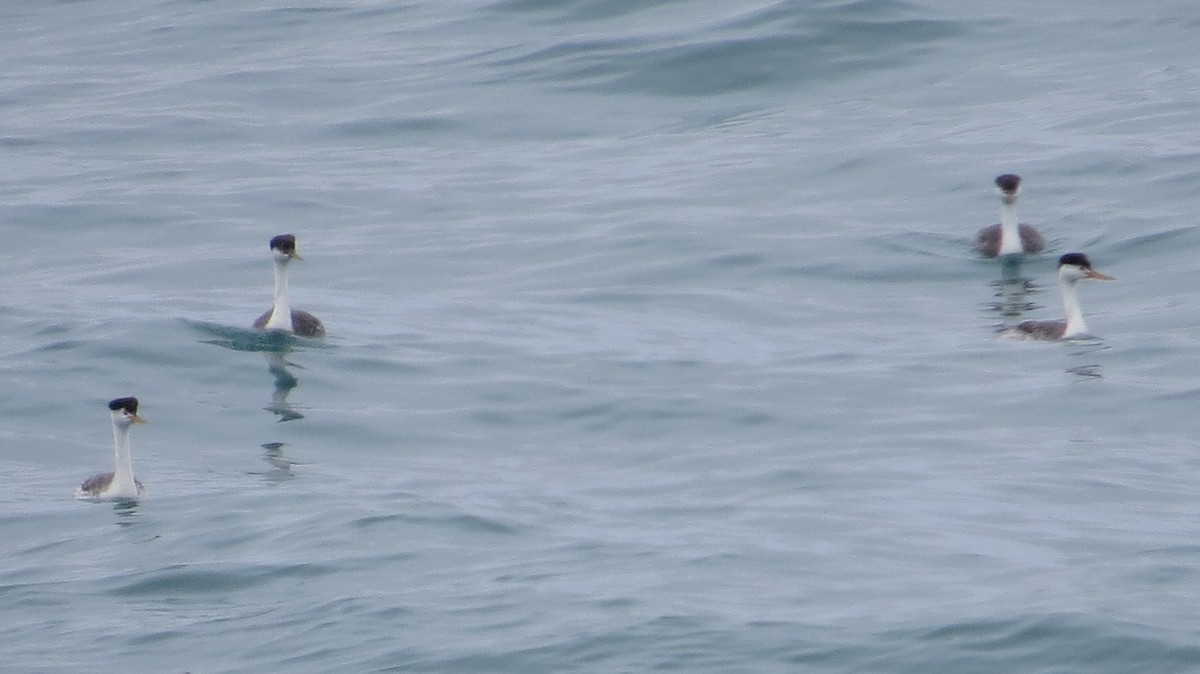 Clark's Grebe - ML166764201