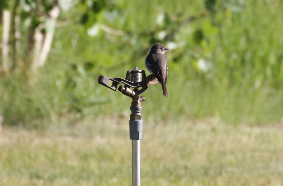 Western Wood-Pewee - Kathleen McEachern