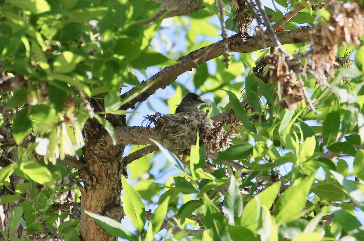 Western Wood-Pewee - ML166764771