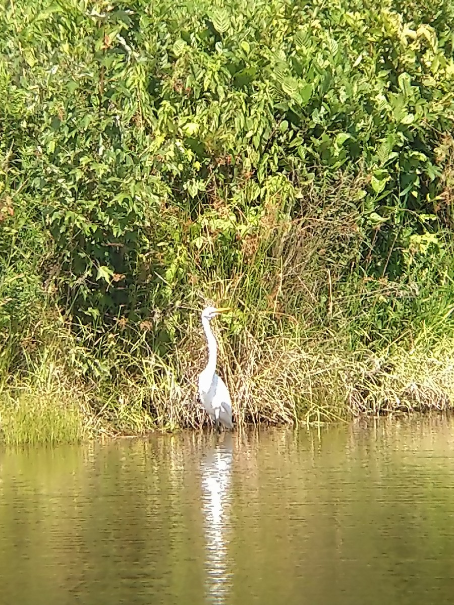 Airone bianco maggiore - ML166766161