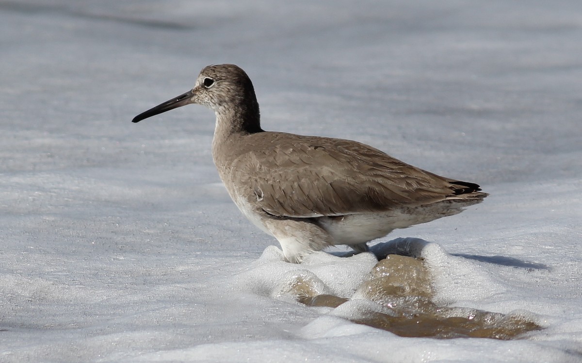 Willet - ML166766571