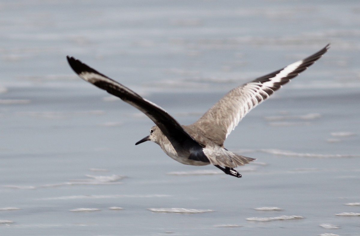 Willet - ML166766581