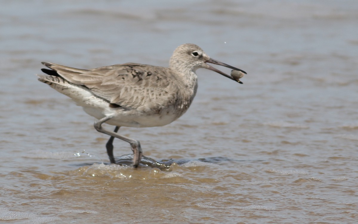 Willet - ML166766971
