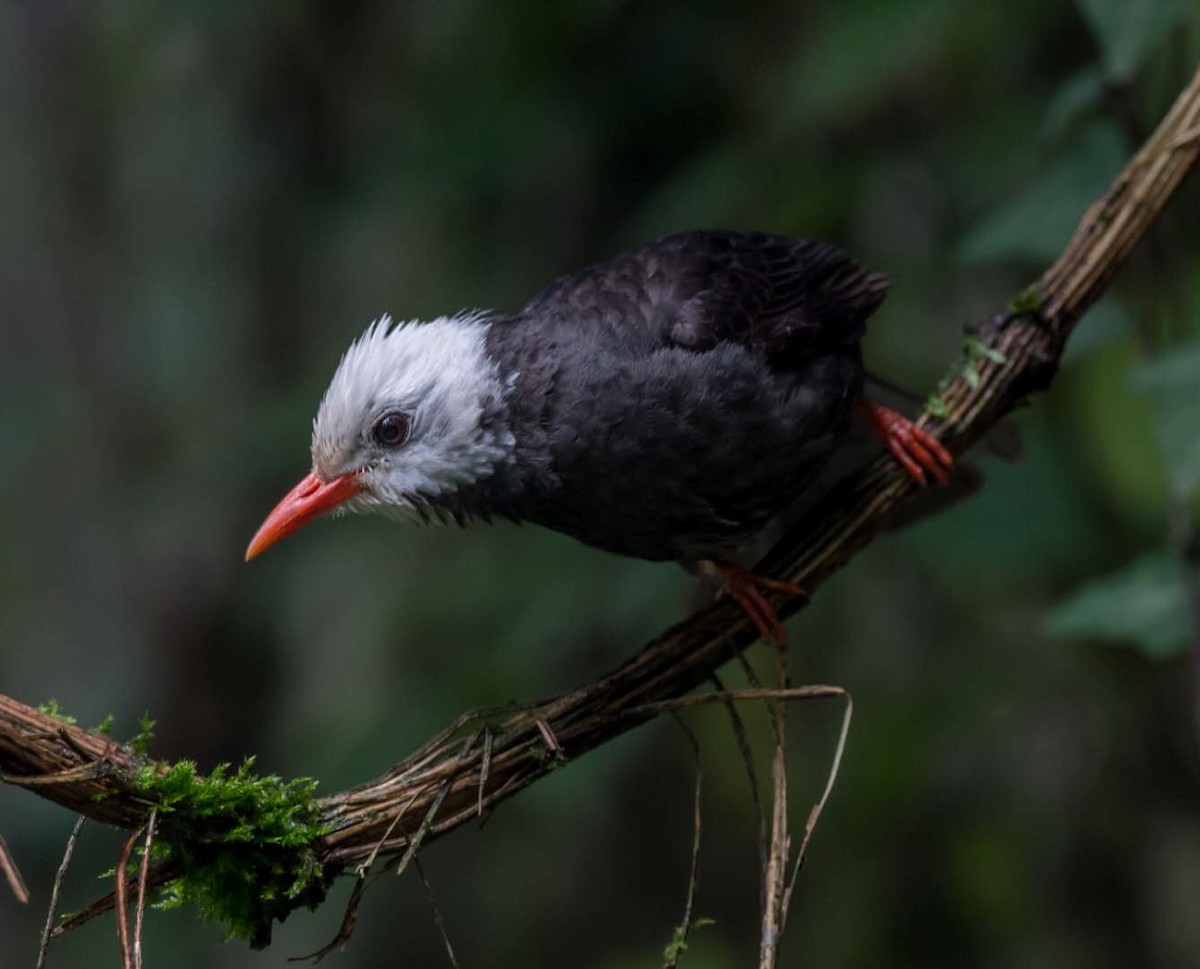 Bulbul Negro - ML166767061