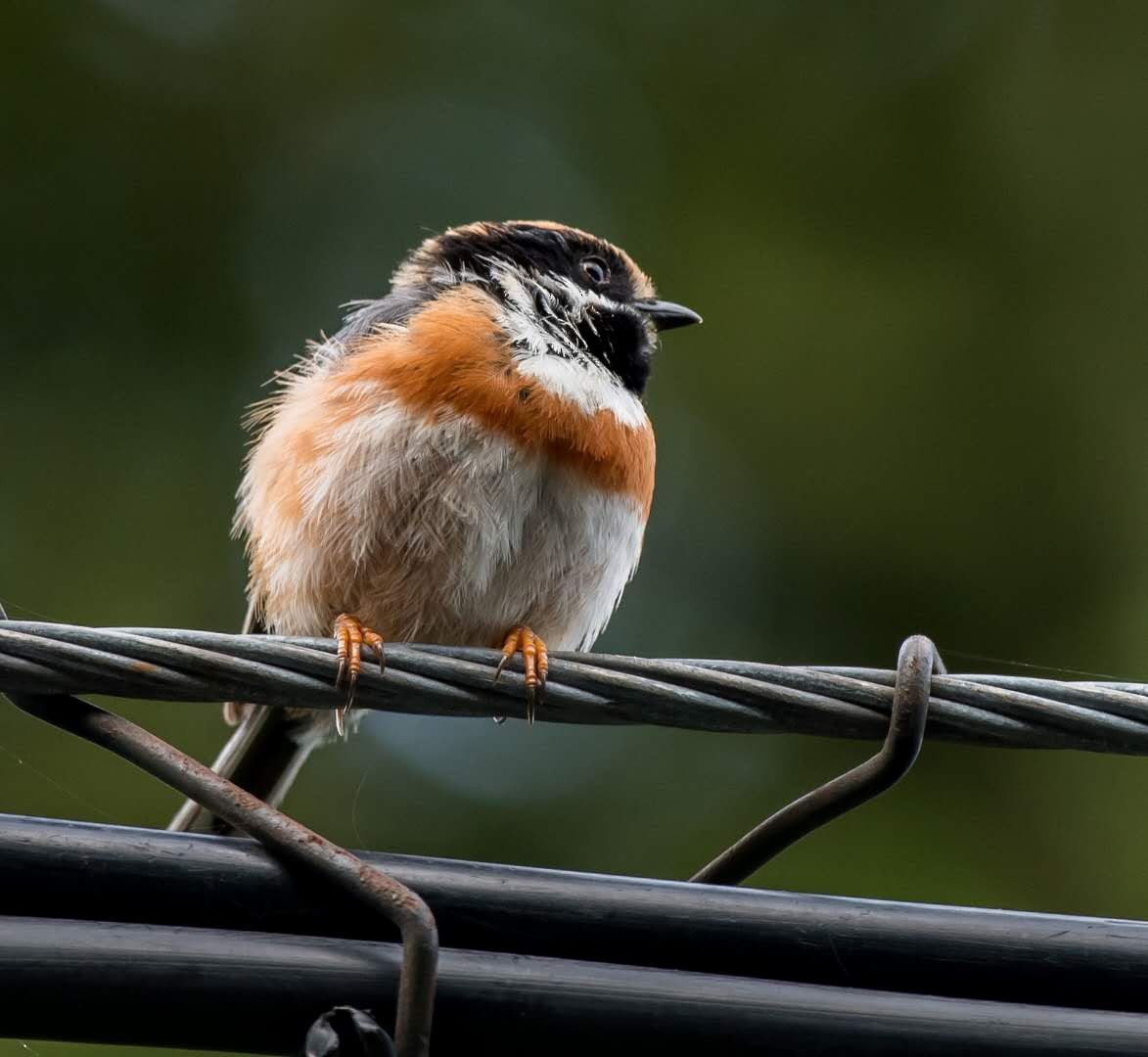 Black-throated Tit - ML166768121