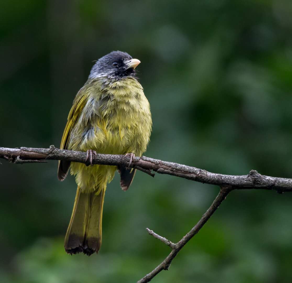 Bulbul à semi-collier - ML166768231