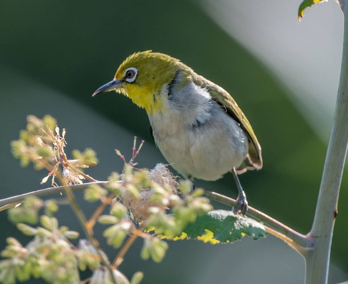 Swinhoe's White-eye - Steven Bonta