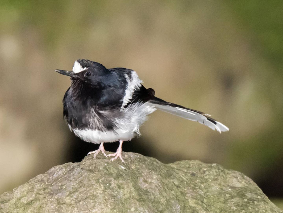 White-crowned Forktail - ML166768391