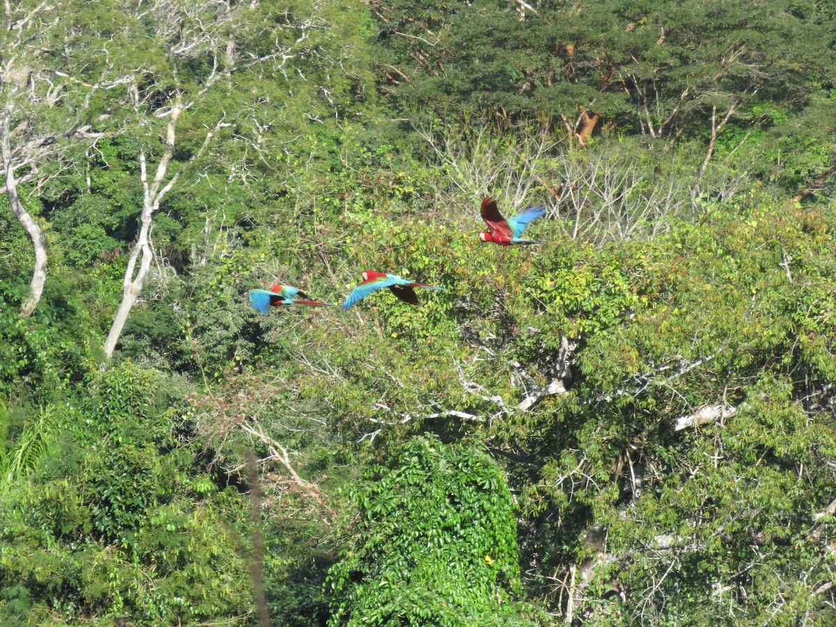 Red-and-green Macaw - ML166771911